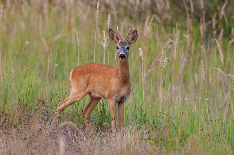 2009, artiodactyla, Brandenburg, Capreolus capreolus, even-töd ungulate, Germany, national natural