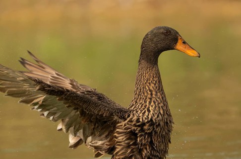Female Mallard duck (Anas platyrhynchos) flapping wings in a pond, Sreepur, Gazipur, Bangladesh