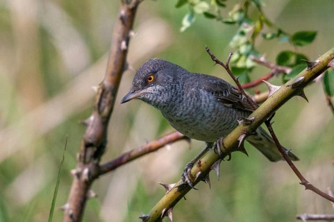 Barred Warbler, Brandenburg, Germany, Nabu, national natural heritage, Grünhaus natural paradise,
