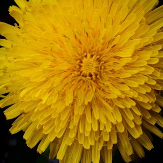 Close-up of a bright yellow dandelion flower (taraxacum) with detailed petals, spring in the