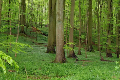 A dense forest landscape in spring with tall trees and green undergrowth provides peace, Allinge,