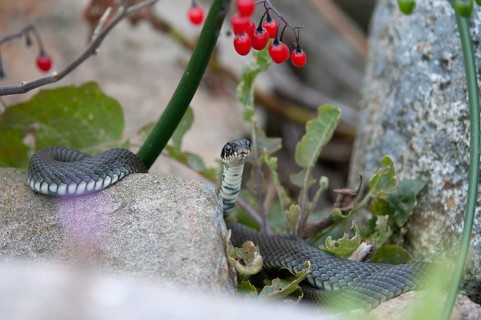 Grass Snake, Natrix Natrix, Grass Snake, Critters, Reptilia, Reptiles, Ringed Snakes, Snakes, Water