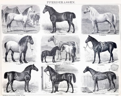 Horses (Equus), horse breeds, Arabian, Anglo-Norman, Percheron, Belgian, Shetland Pony, Hungarian,