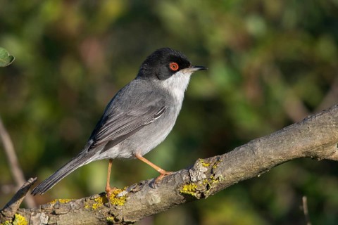 Granelli, Italy, Pantani Cuba and Longarini, velvet warbler, Sardinian warbler, Sylvia