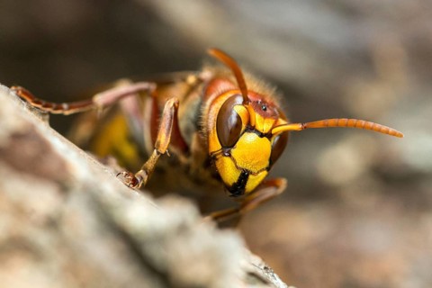 European hornet, hymenoptera, vespa crabro, hymenoptera, wasps, hornet, insects, insects