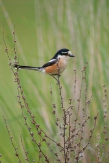Lanius nubicus, masked shrike, birds, Bulgaria, high size, portrait format, passeri, songbirds,