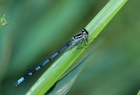 Coenagrion ornatum, ornate flower, azurmaid, damselflies, dragonflies, insects, leo, dragonflies,