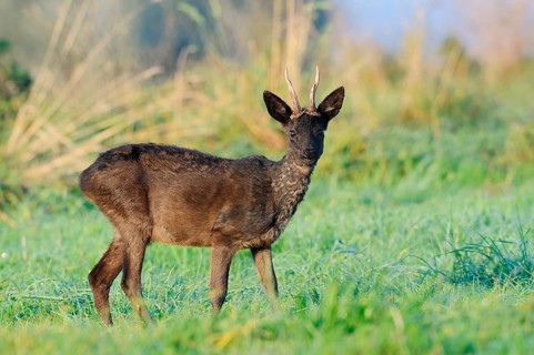 European roe deer (Capreolus capreolus), black roebuck standing in a meadow, Lower Saxony, Germany