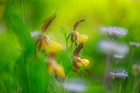 European lady's slipper (Cypripedium calceolus), orchid family (Orchidaceae), group, mountain path,