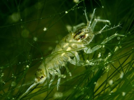 Small crab-like creature, water isopod (Asellus aquaticus), crawling through a web of green algae,