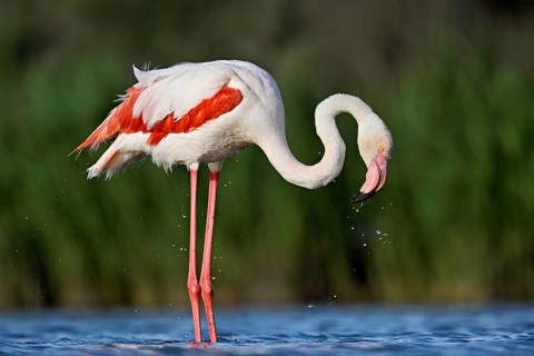 Pink flamingo (Phoenicopterus roseus), standing in the water preening its plumage, Camargue