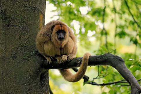 Black howler monkey (Alouatta caraya), adult, female, tree, sitting, alert, South America