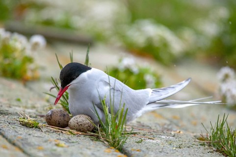 Arctic tern, arctic tern, Norway, sterna paradisaea, varanger, birds, breed, brood,