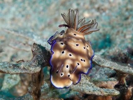 A blue-edged nudibranch with spots, the magnificent star snail (Hypselodoris tryoni), against a