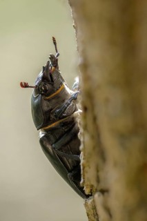 Thundergugi, firecracker, stag beetle, hornschröter, Lucanus cervus, Schröter, Beetle, Coleoptera,