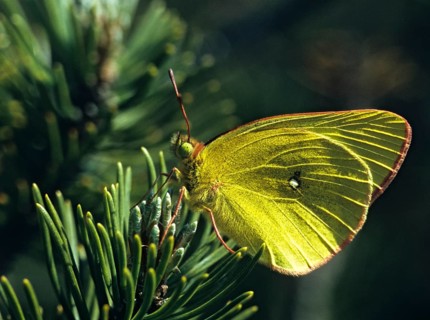 Colias palaeno, high moor yellow, moorland clouded yellow, pale arctic clouded yellow, lemon-yellow