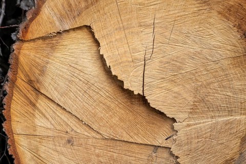 Cut surface on a tree trunk with pattern, close-up, macro, background image