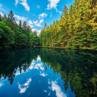 Spruce forest is reflected in the Pfanntalteich in the Thuringian Forest under a blue sky with