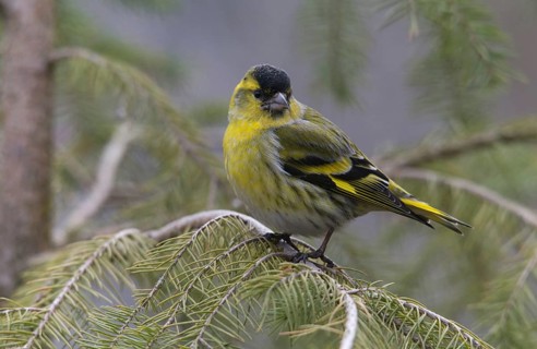 Carduelis spinus, siskin, spinus spinus, siskin, birds, male, passeri, songbirds, birds