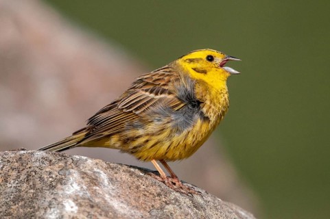 Brandenburg, Emberiza Citrinella, Germany, Yellowhammer, Nabu, national natural heritage, natural