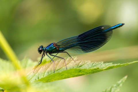 Banded demoiselle, calopteryx splendens, banded dragonfly, damselflies, dragonflies, insects,