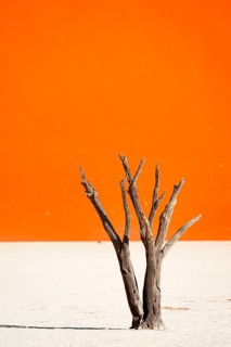 Dead camel thorn trees (Vachellia erioloba), red sand dunes, white salt pan, Dead Vlei, Sossusvlei,