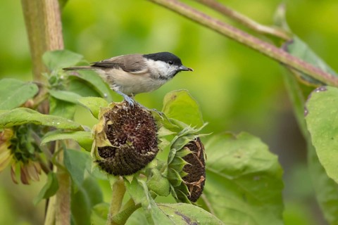 Marsh tit (Poecile palustris) adult bird feeding on a Sunflower (Helianthus spp) seed head in