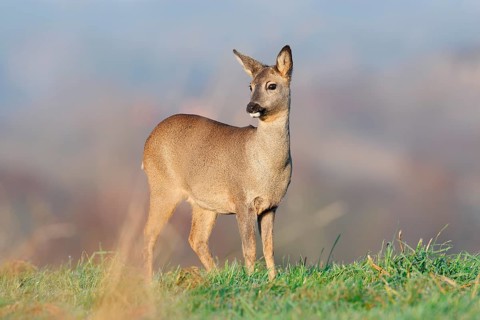 European roe deer (Capreolus capreolus), doe standing in a meadow, Lower Saxony, Germany