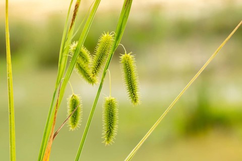 Carex pseudocyperus, cyperaceae, sour grass, false cypress sedge, cyperus sedge, flora, hop sedge,