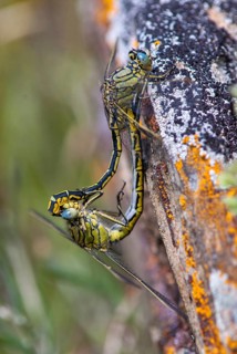 Gomphus pulchellus, western clubtail, western wedge, anisoptera, couple, damselflies, dragonflies,