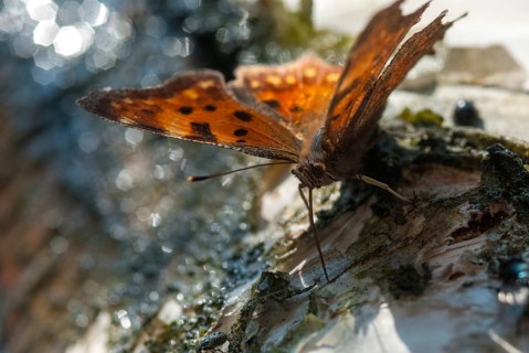 C-butterfly, comma butterfly, nymphalis c-album, polygonia c-album, butterfly, insects, butterfly,