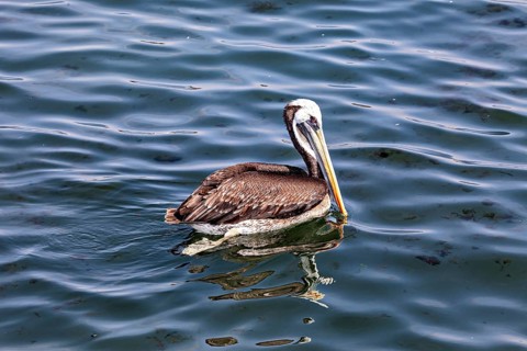 A single bird floats peacefully on the water, its reflection visible, brown pelicans hunting on