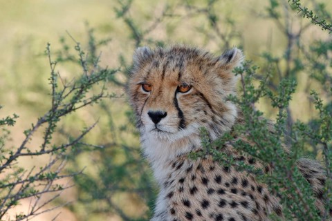 Cheetah (Acinonyx jubatus), young, sitting in the shade among bushes, in the dry grassland, alert,