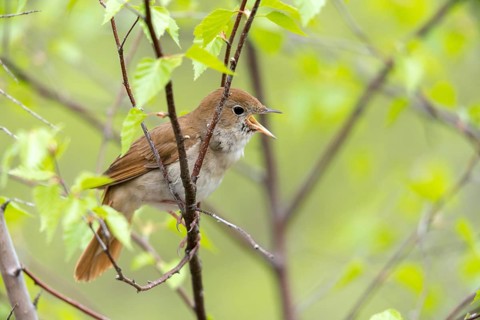 Luscinia megarhynchos, nightingale, birds, song, passeri, songbirds, sining, songbirds, birds