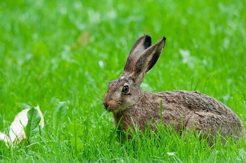 European hare, hares, hares, lagomorpha, lepus europaeus, bunny, mammals, mammals