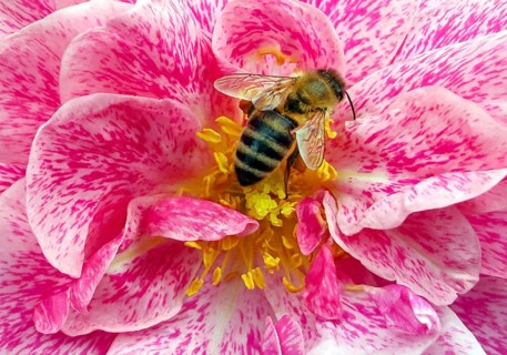 Wild bee on rose blossom, close-up, Deutsches Rosarium, Westfalenpark, Dortmund, North