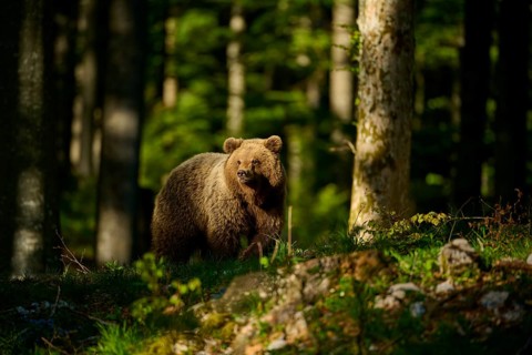 A brown bear looks around intently, surrounded by trees in the forest, European brown bear (Ursus