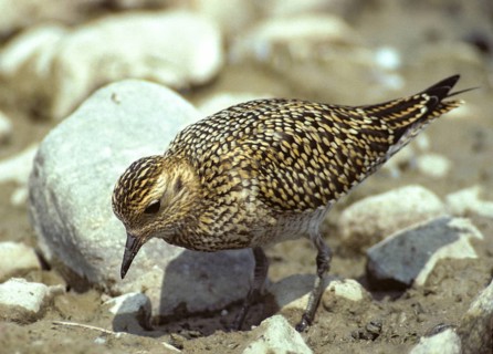 Blackbellied Plover, Grey Plover, Lappialis Squatarola, Birds, Charadriiformes, Adolescent,