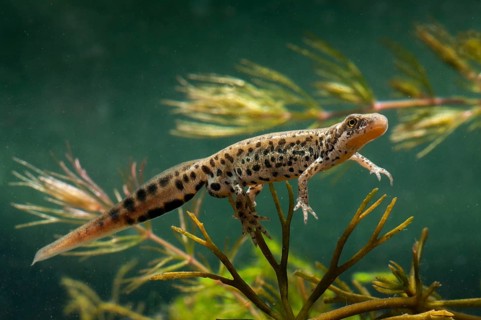 Italian newt, Italian water newt, Lissotriton italicus, Triturus italicus, amphibians, amphibians,