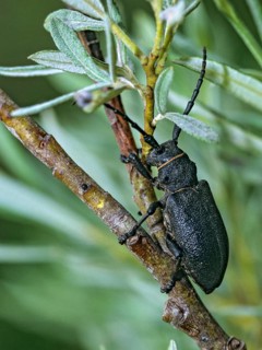 Lamia textor, weaver beetle, weaver buck, beetle, longhorn beetle, coleoptera, high size, portrait