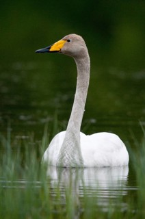 Cygnus Cygnus, Sweden, Singing Swan, Whooper Swan, Anatidae, Birds, Duckbirds, High Size, Portrait,