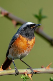 Garden redtail, Phoenicurus phoenicurus, redstart, birds, garden birds, high size, portrait, male,