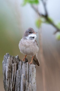 2009, Brandenburg, Warbler, Germany, Nabu, national natural heritage, natural paradise Grünhaus,