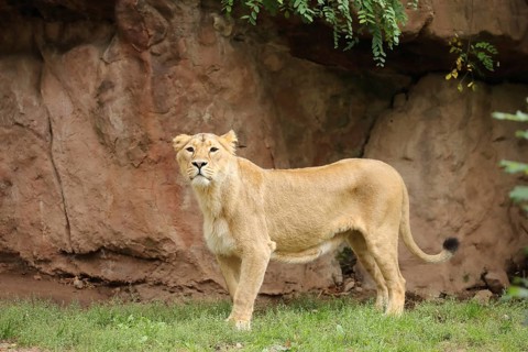 A lion stands in front of a rock in a natural setting and gazes intently, Asiatic Lion (Panthera