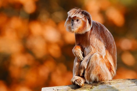 Javan lutung (Trachypithecus auratus) perched on a tree trunk, orange-brown colour variant, in