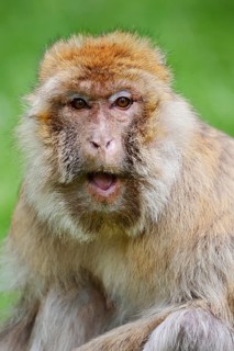 Barbary macaque or magot (Macaca sylvanus), female, portrait, occurring in Morocco, Algeria and