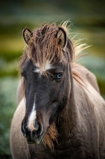 Close-up of horse with dark grey fur and attentive gaze, Norwegian fjord horses, in tundra,