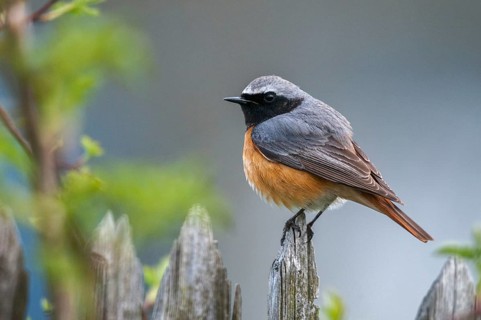 Garden redtail, Phoenicurus phoenicurus, redstart, birds, garden fence, garden birds, garden fence,