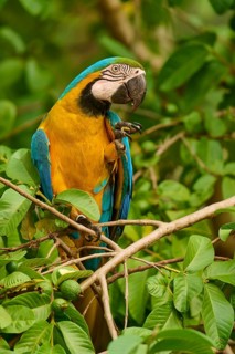 A colourful parrot perched on branches, surrounded by lush green foliage in the rainforest: the