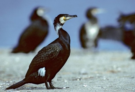 Black shag, cormorant, phalacrocorax carbo, birds, breeding plumage, brood dress, leo,